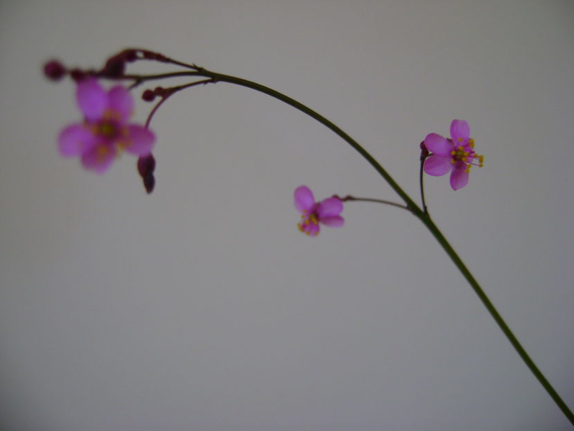 Talinum paniculatum