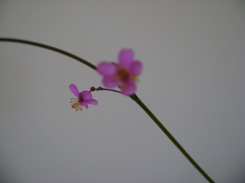 Talinum paniculatum