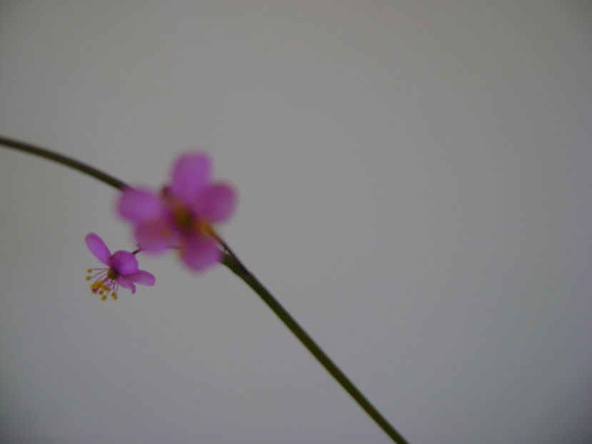 Talinum paniculatum