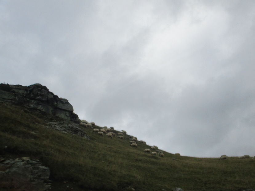  - Transalpina 2016