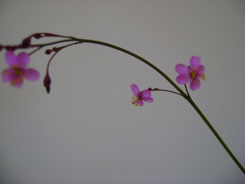 Talinum paniculatum