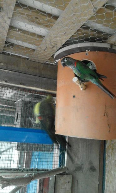 Pirrhoura rupicolla - papagali