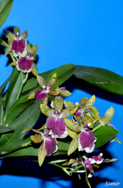  - Miltonia Peter Komp