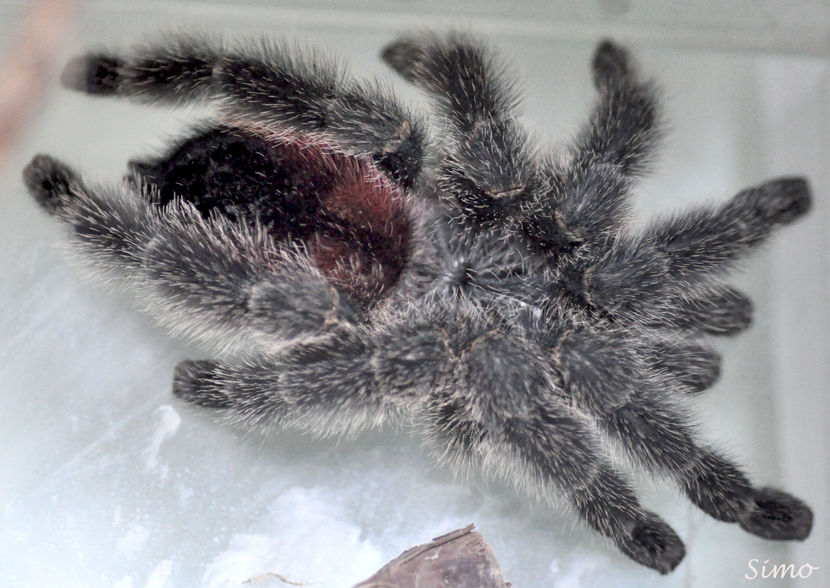 Avicularia-amazonica