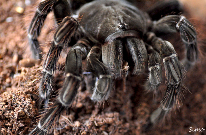 Pamphobeteus-platyomma - Tarantule