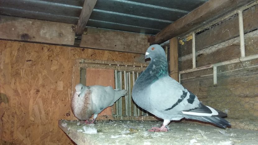  - GUSTI SPANIOLI buchon jienenes VINDUTII
