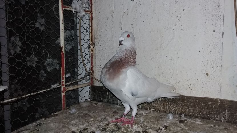  - GUSTI SPANIOLI buchon jienenes VINDUTII