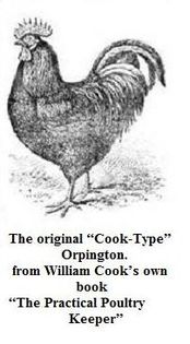 Orpington negru, tipul Cook - Istoria rasei Orpington