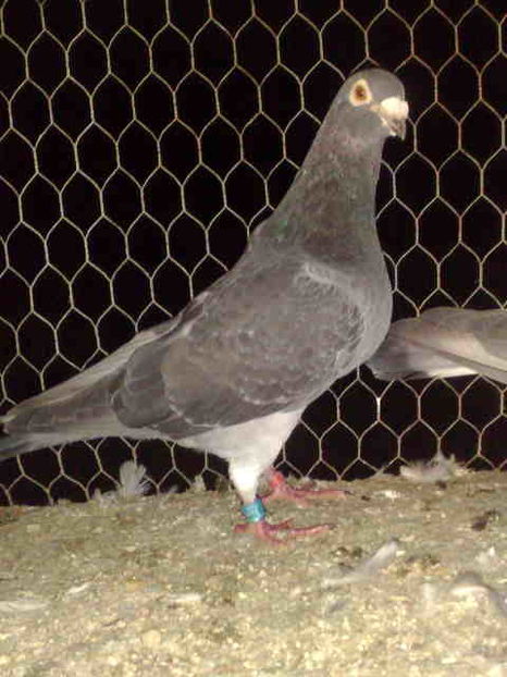 Guillermo