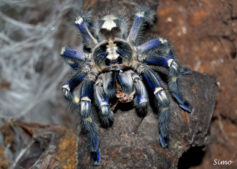 Poecilotheria-metalica - Tarantule