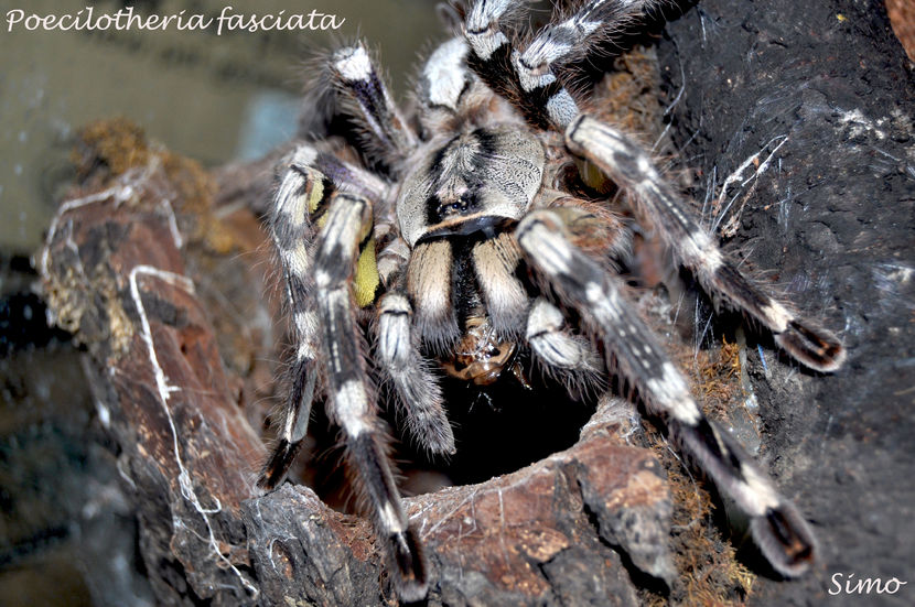 Poecilotheria fasciata - Tarantule