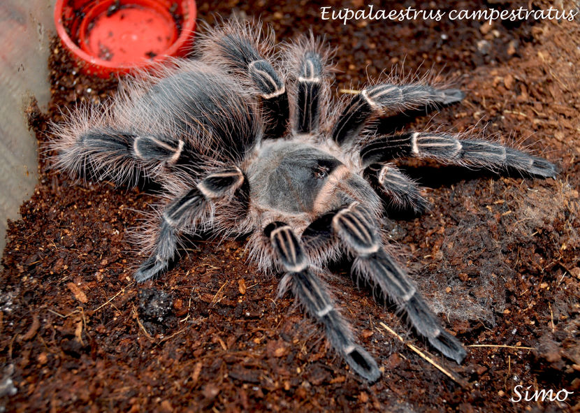 Eupalaestrus campestratus - Tarantule