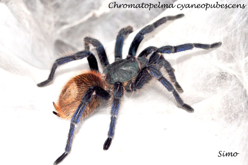 Chromatopelma cyaneopubescens - Tarantule