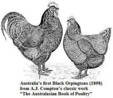 Orpington negru australia - Istoria rasei Orpington