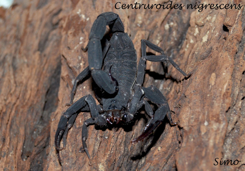 Centruroides nigrescens - Tarantule