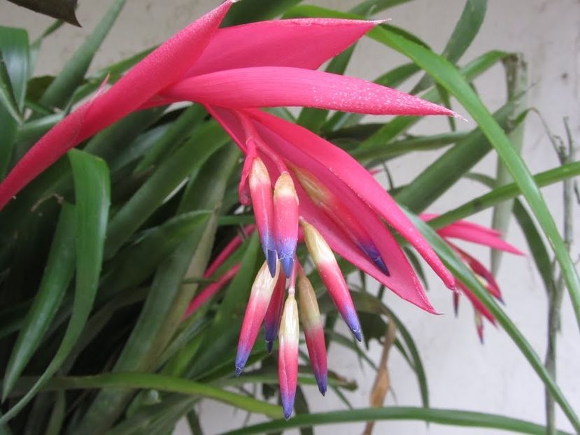 Billbergia-nutans - Billbergia