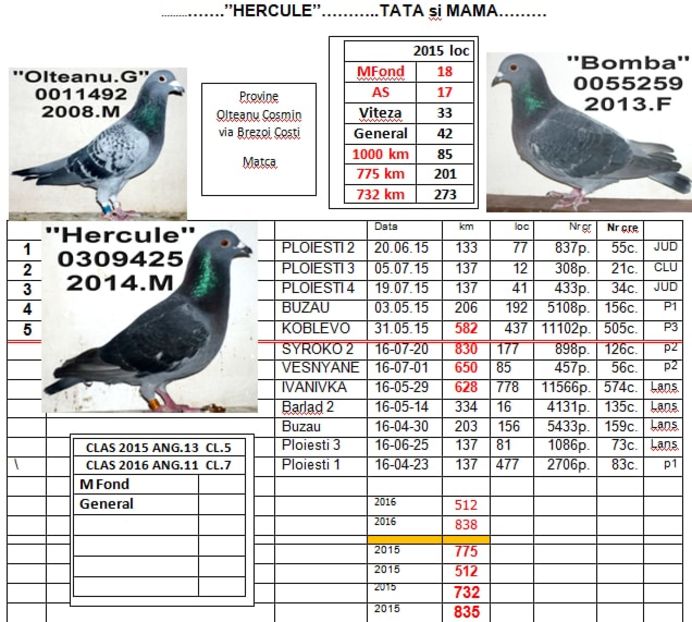 HERCULE.2016 - 2-2016 MARATONISTI