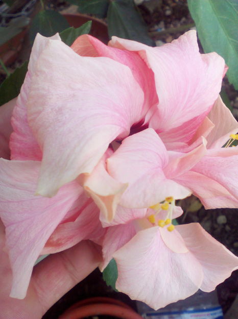  - hibiscus classic pink