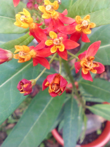 1474885269954-232829277