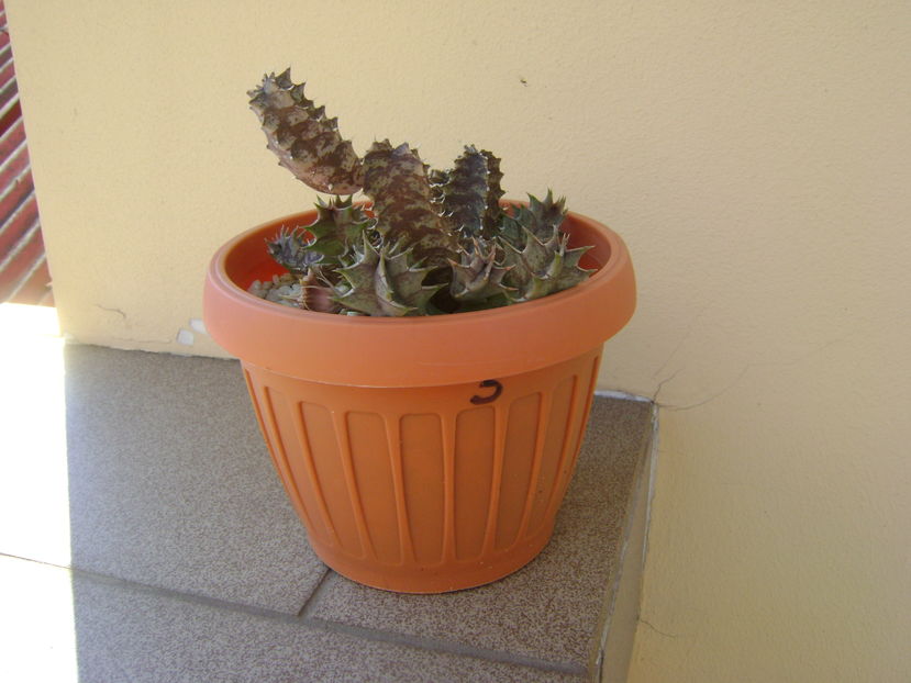 Huernia zebrina v. magniflora
