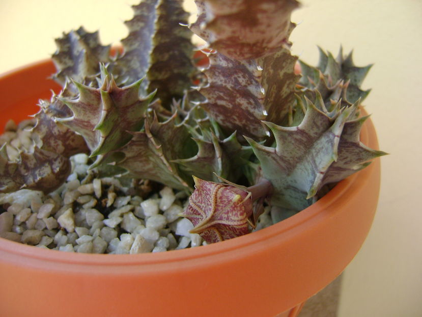 Huernia zebrina v. magniflora, boboc