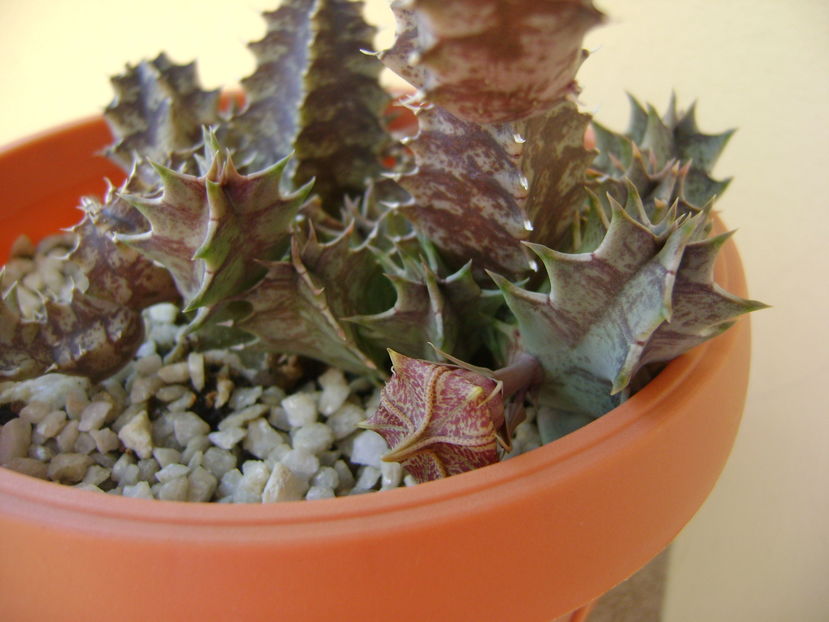 Huernia zebrina v. magniflora, boboc