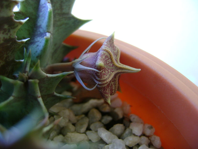 Huernia zebrina v. magniflora, boboc