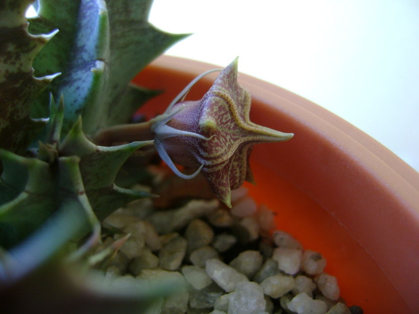 Huernia zebrina v. magniflora, boboc