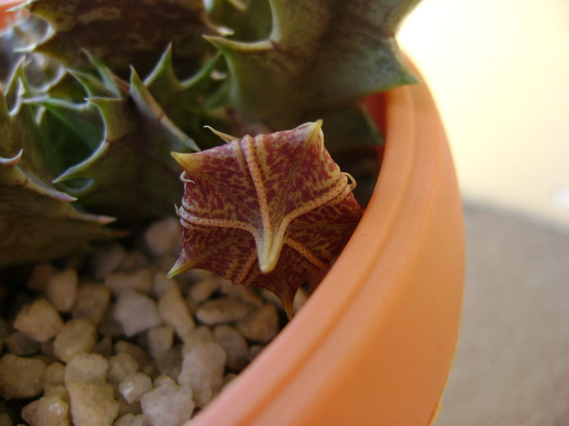 Huernia zebrina v. magniflora, boboc