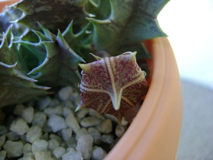 Huernia zebrina v. magniflora, boboc