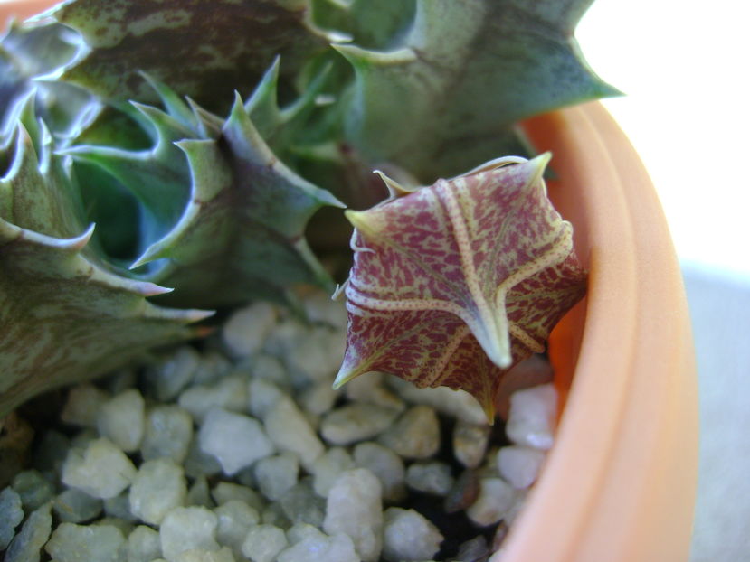 Huernia zebrina v. magniflora