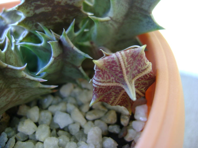 Huernia zebrina v. magniflora