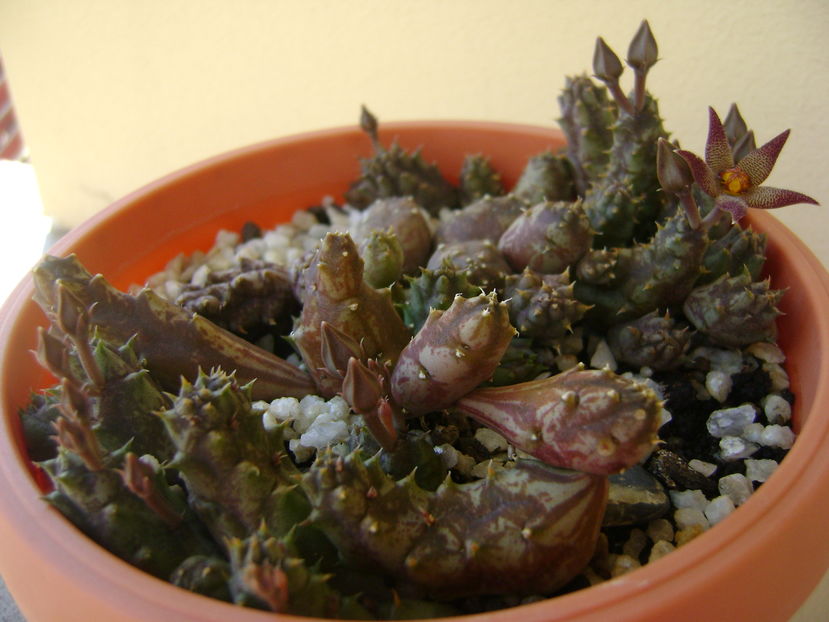 Piaranthus geminatus v. foetidus, boboci
