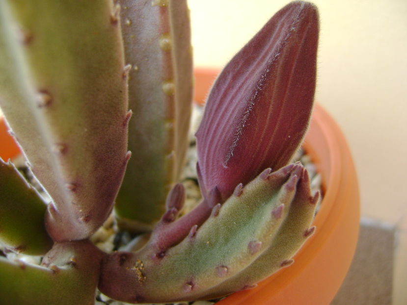 Stapelia grandiflora, boboc - Stapeliade 2016