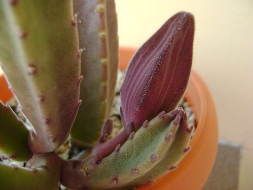 Stapelia grandiflora - Stapeliade 2016