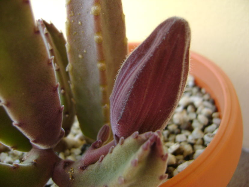 Stapelia grandiflora - Stapeliade 2016