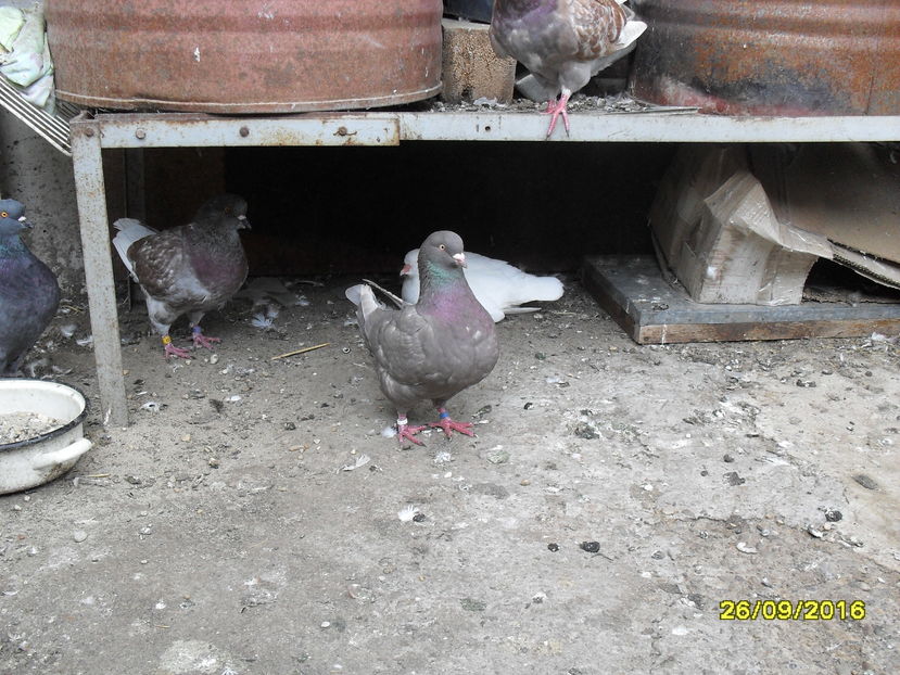 SDC14350 - pasari si porumbei ce detin in prezent