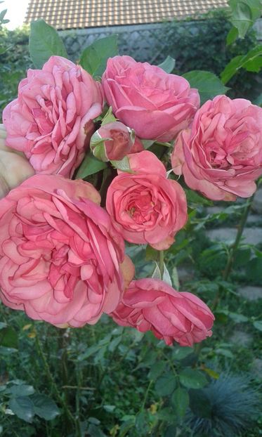  - Asa arata acum in luna septembrie