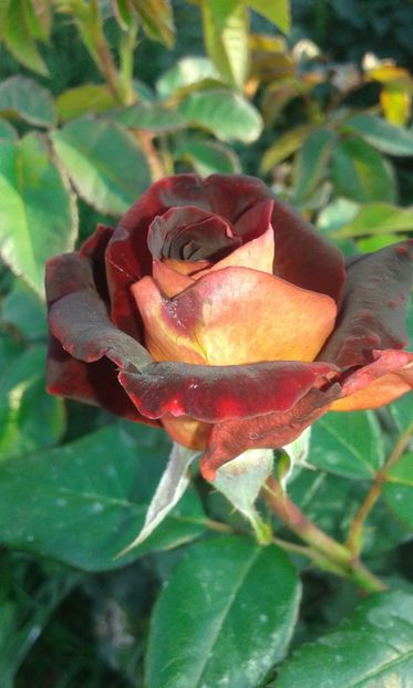  - Asa arata acum in luna septembrie