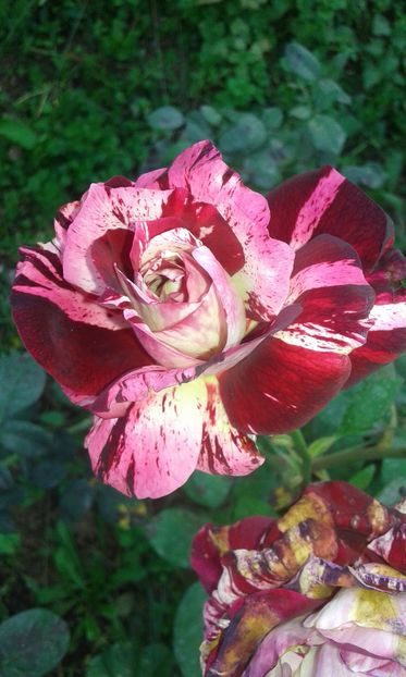  - Asa arata acum in luna septembrie