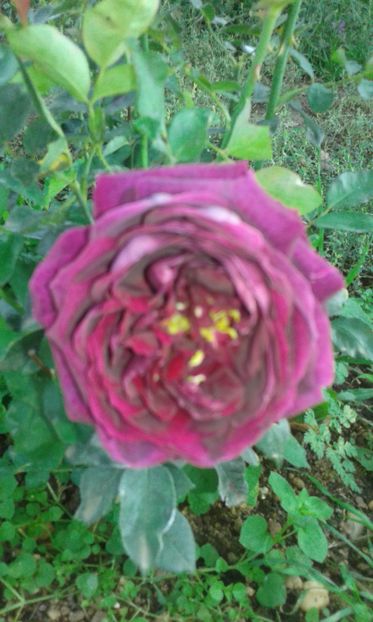  - Asa arata acum in luna septembrie