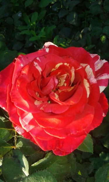  - Asa arata acum in luna septembrie