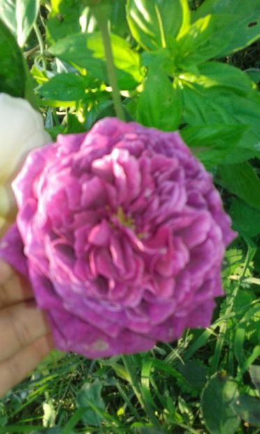  - Asa arata acum in luna septembrie