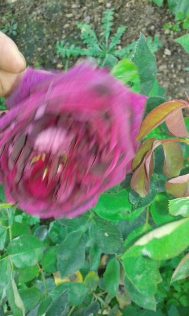  - Asa arata acum in luna septembrie