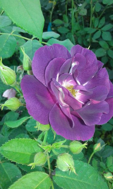  - Asa arata acum in luna septembrie