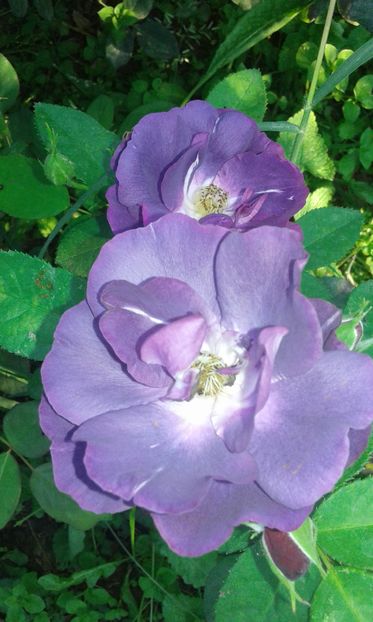  - Asa arata acum in luna septembrie