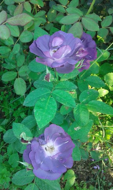  - Asa arata acum in luna septembrie