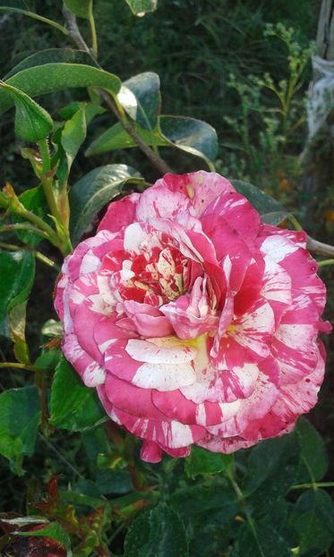  - Asa arata acum in luna septembrie