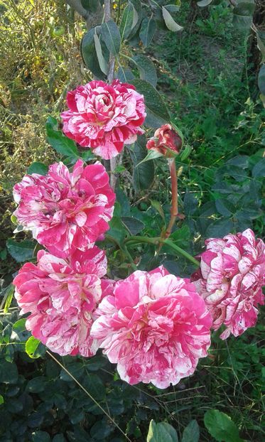  - Asa arata acum in luna septembrie