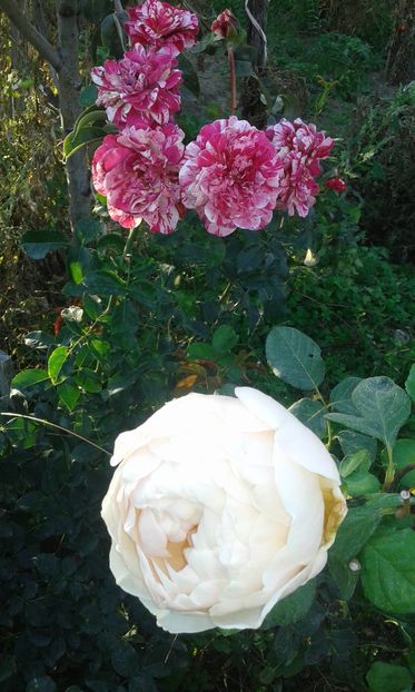  - Asa arata acum in luna septembrie